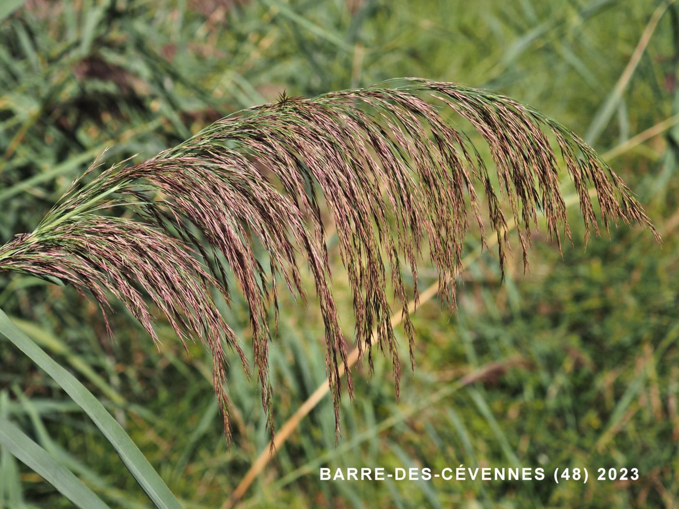 Reed, Common fruit